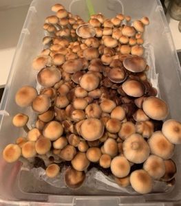 Unlike many magic mushroom strains, African Transkei (Psilocybe cubensis) is native to the African continent.