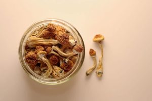 Premium Penis Envy Mushrooms. Highly prized by seasoned psychonauts, this legendary strain is known for delivering intense visuals, deep emotional clarity, and transformative spiritual insights.